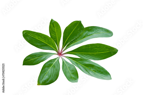 leaf plant isolated on transparent background © Abdul