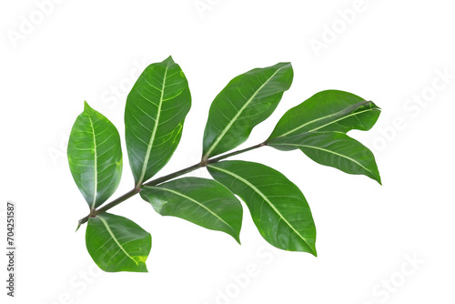 leaf plant isolated on transparent background