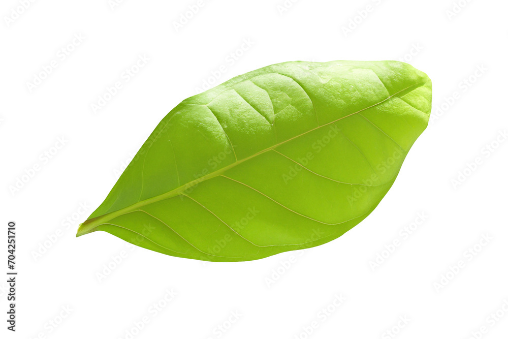 Obraz premium leaf plant isolated on transparent background
