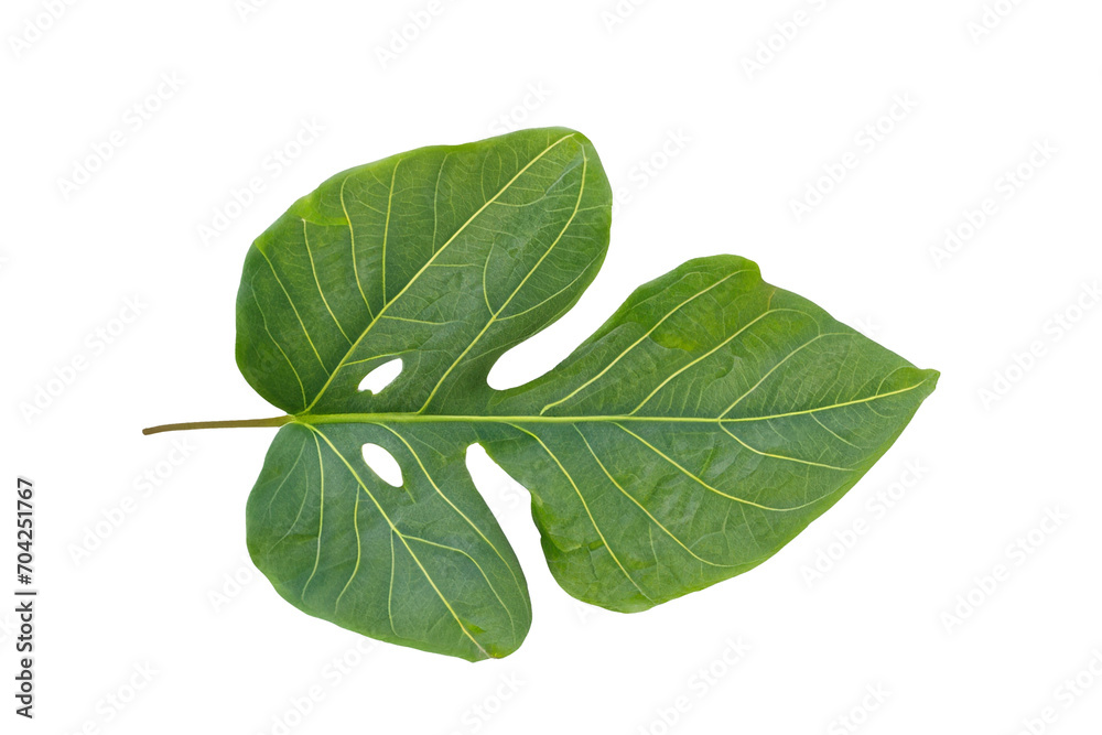 Obraz premium leaf plant isolated on transparent background