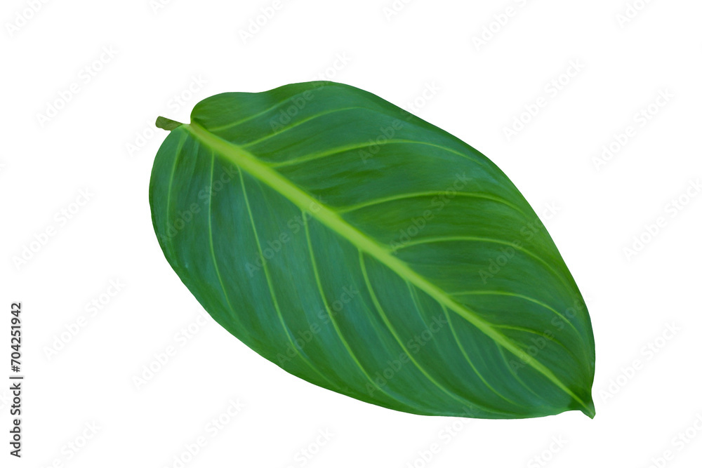 Obraz premium leaf plant isolated on transparent background