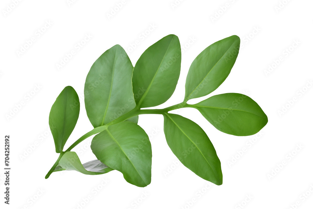 leaf plant isolated on transparent background