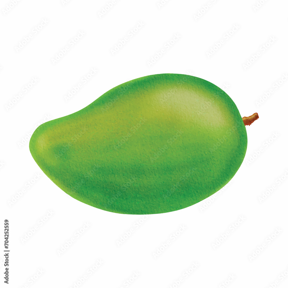 hand drawn mango fruit illustration, digitally created hand drawn mango fruit illustration, digitally created