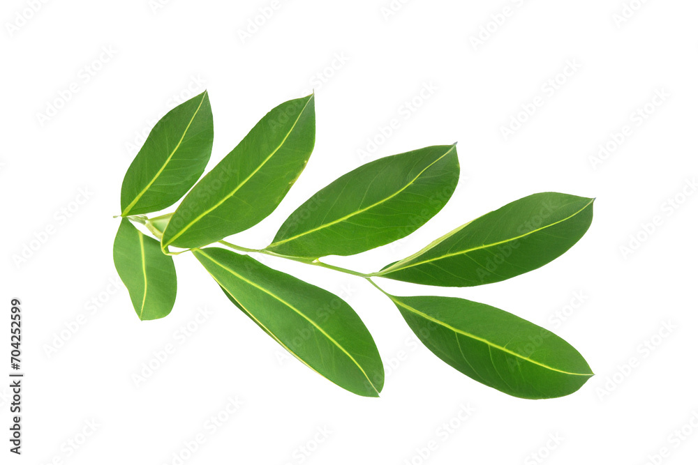 Fototapeta premium leaf plant isolated on transparent background