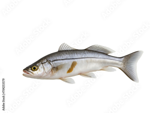 fish on isolate transparent white background