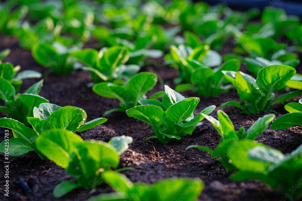 fresh lettuce in the vegetable garden fresh organic lettuce in greenhouse oak green salad in green farm oak green farm salad. fresh lettuce in the vegetable garden fresh organic lettuce in greenhouse oak green salad in green farm oak green farm salad.