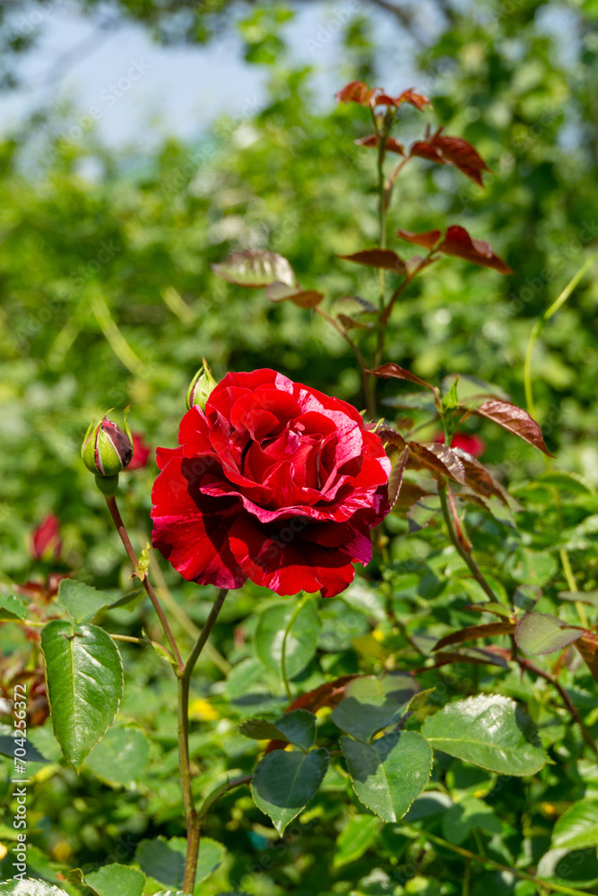 Obraz premium Decorative red rose and green leaves