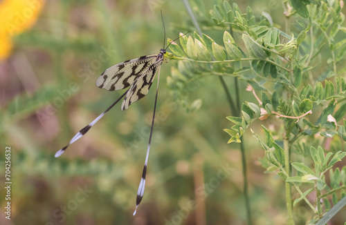 Fragile Neuroptera winged insect on aromatic flower photo