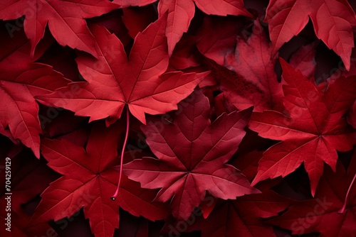 Fall background of red maple leaves
