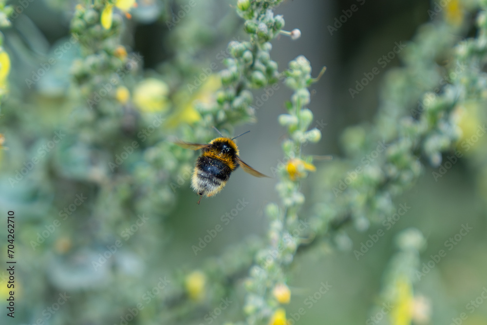 Flying away bumble-bee gathers pollen from yellow flower Flying away bumble-bee gathers pollen from yellow flower
