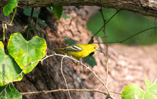 common iora with a spider catch photo