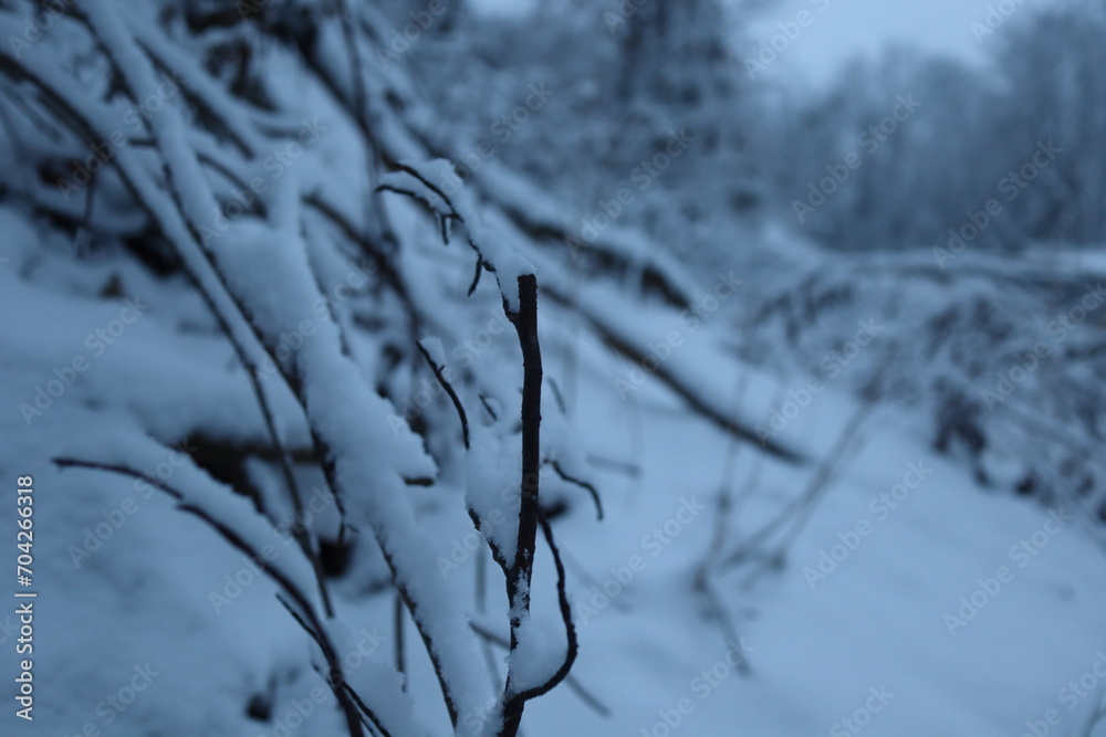 Winter forest snowy background Winter forest snowy background