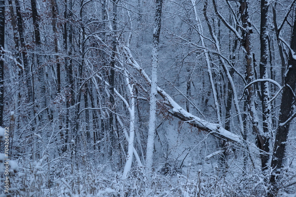 Fototapeta premium Winter forest snowy background