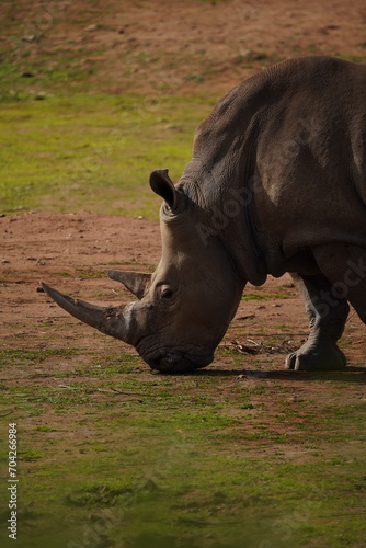 white rhino in the wild