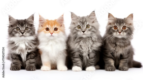  a group of kittens sitting next to each other in front of a white background and looking at the camera.