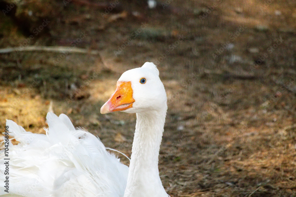 A white swan with an orange beak and a small sextet on a brown ground background A white swan with an orange beak and a small sextet on a brown ground background