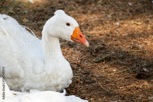 A white swan with an orange beak and a small sextet on a brown ground background