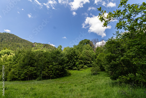 Grass field and trees in the mountain