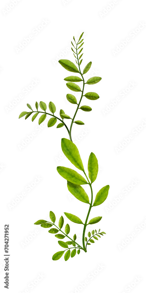 Fototapeta premium Acacia leaves composition. Pattern of young acacia leaves. Design element for poscards, wedding cards, invitations, frames and floral arrangements.