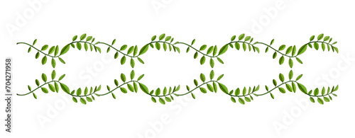   omposition of acacia leaves. Young green acacia leaves  in a floral waved garland. Design element for poscards  wedding cards and invitations.