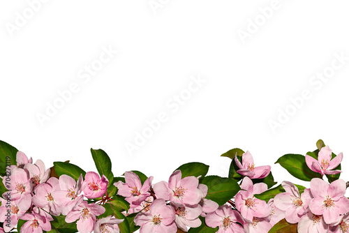 Spring flower arrangement Festive frame border of pink apple tree flowers isolated on white background. Design element for creating postcard, wedding cards and invitation. Overlay background.