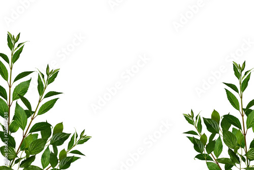 Fresh green shrub branches as a frame  leaves border. Natural green branches and leaves  overlay background.