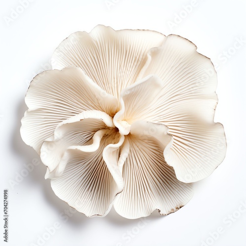 Photograph of oyster mushroom, top down view, wite background 