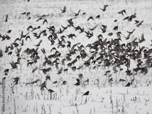 A flock of hundreds of birds remaining for the winter are flying over snow-covered fields. The common redpoll or mealy redpoll (Acanthis flammea) is a species of bird in the finch family. photo