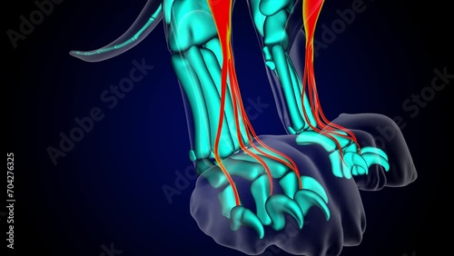 Extensor digitorum longus muscle lion muscle anatomy for medical concept 3D rendering photo