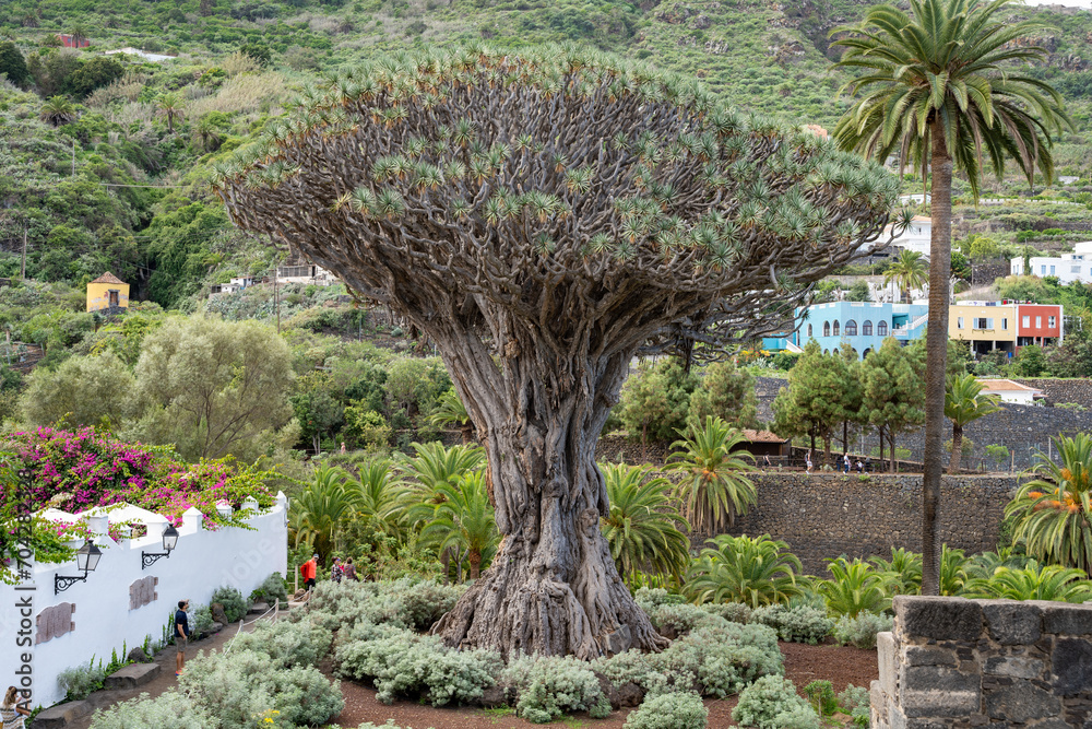 El Drago or Drago Milenario, Drago de Icod de los Vinos (Dracaena draco