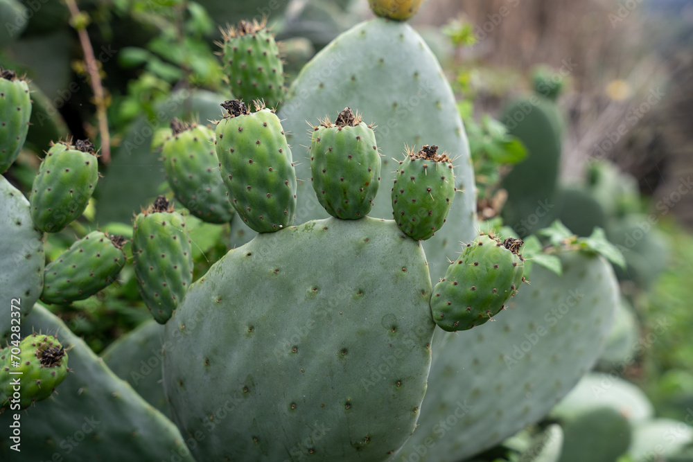 Green fruits of wild Opuntia (Opuntia ficus-indica) or prickly pear, or pear cactus Green fruits of wild Opuntia (Opuntia ficus-indica) or prickly pear, or pear cactus