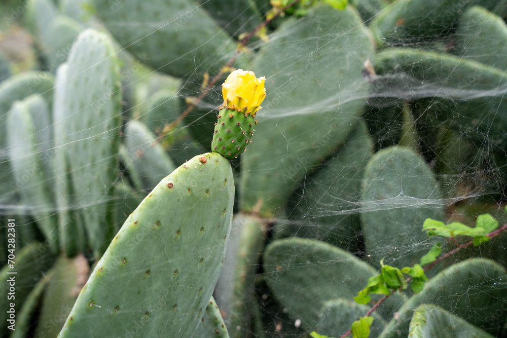 Yellow flower of wild Opuntia (Opuntia ficus-indica) or prickly pear, or pear cactus Yellow flower of wild Opuntia (Opuntia ficus-indica) or prickly pear, or pear cactus