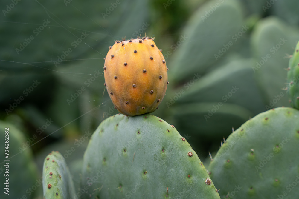 Orange fruit of wild Opuntia (Opuntia ficus-indica) or prickly pear, or pear cactus Orange fruit of wild Opuntia (Opuntia ficus-indica) or prickly pear, or pear cactus
