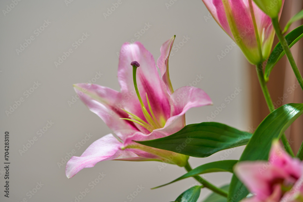 lily flower growing on a bright background lily flower growing on a bright background