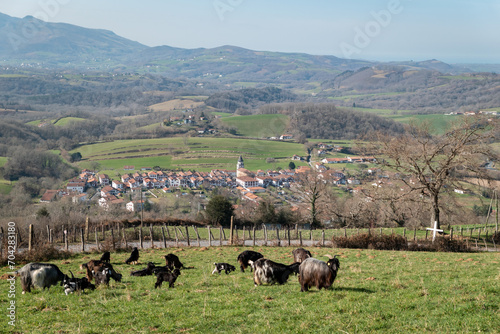 Rebanho de cabras num verde pasto rodeado por uma cerca com a cidade de Ainhoa no País Basco em meio a montanhas photo