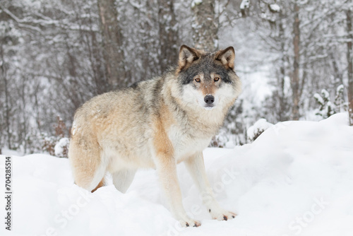 Beautiful wolf standing in the snow in beautiful winter forest © kjekol