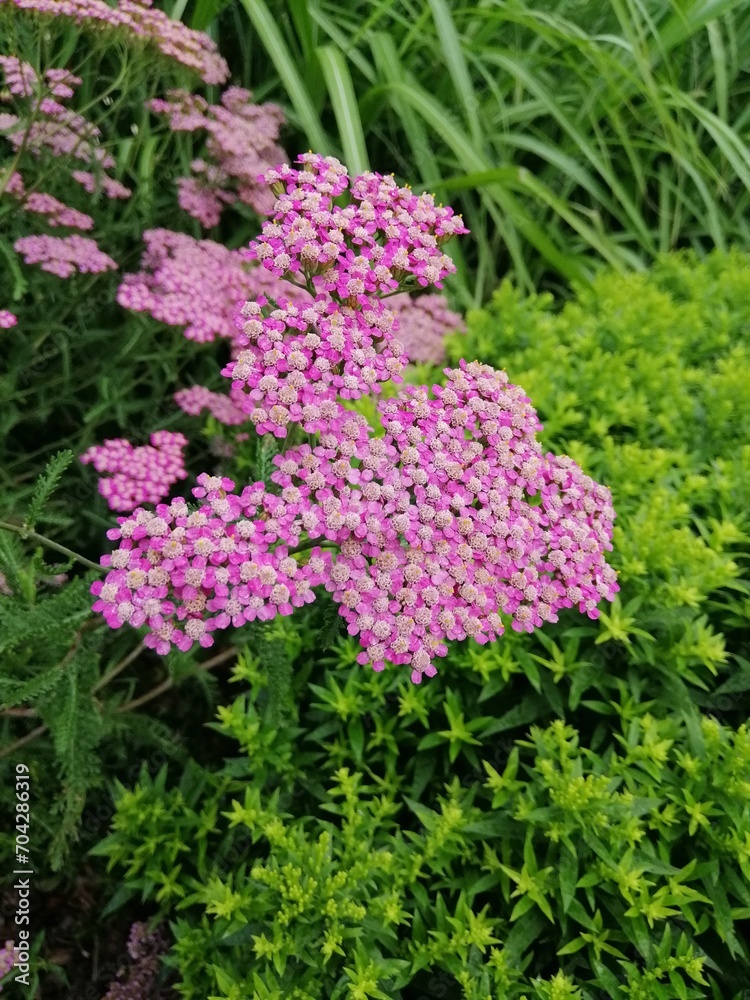 Obraz premium delicate pink blooming Achillea in the garden. Floral wallpaper