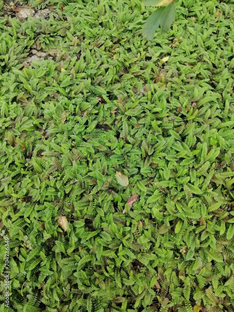 a groundcover plant with unusual serrated leaves. Cotula potentillina in the garden on a summer day. natural background a groundcover plant with unusual serrated leaves. Cotula potentillina in the garden on a summer day. natural background