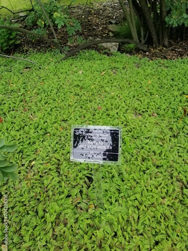 a groundcover plant with unusual serrated leaves. Cotula potentillina in the garden on a summer day. natural background photo