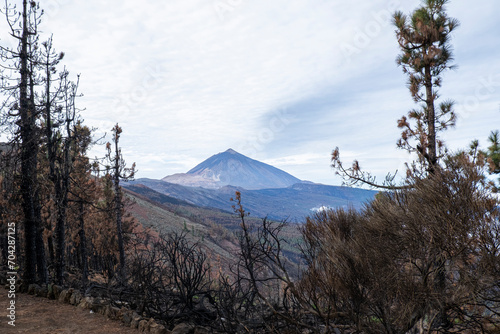 A panoramic view featuring the majestic Teide volcano in the distance  foreground shows burnt trees from a recent forest fire 