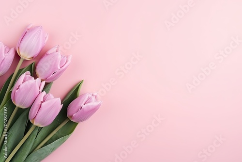 pink tulips on a pink background
