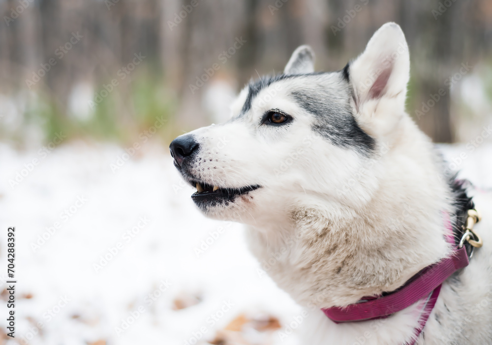 Obraz premium Portrait of young howling siberian husky 