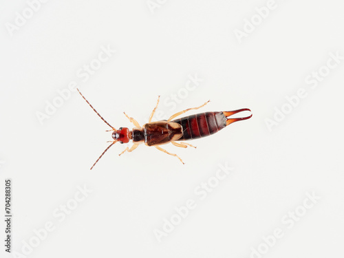 Earwigs on a white background. It is a small insects distinguished from other insects by a pair of forcep or pincer-like cerci at the end of the abdomen. Forficula mediterranea