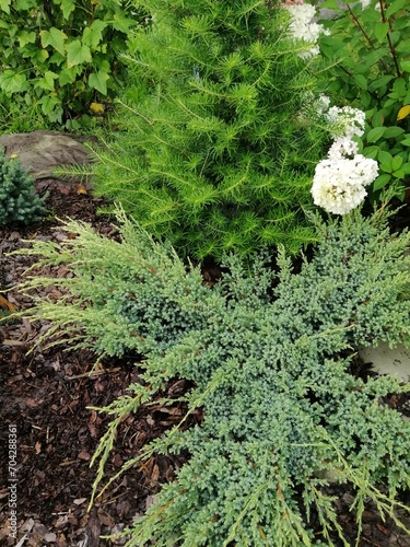 Juniperus squamata Holger and Korean Abies on a flower bed. Gardening. Landscape design. Floral wallpaper photo