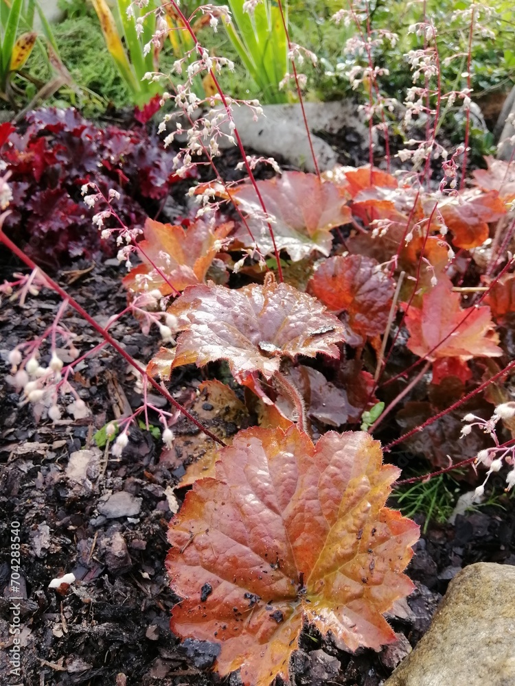 orange and yellow blooming  Heuchera on a summer day in the garden. Floral background.