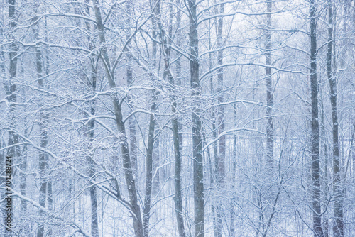 Tree trunks in forest in winter on snow. Snow covered trees. Frosty, cold weather.Winter landscape
