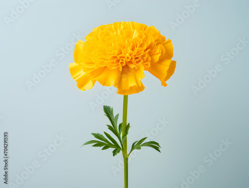 Marigold flower in studio background  single marigold flower  Beautiful flower images