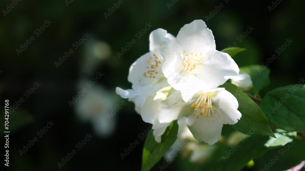 Jasmine flowers closeup. Jasmin flowers blooming in spring garden. Aroma therapy, fragrant tea, perfume ingredient. Murraya paniculata on an early spring morning Slow motion video footage Jasmine flowers closeup. Jasmin flowers blooming in spring garden. Aroma therapy, fragrant tea, perfume ingredient. Murraya paniculata on an early spring morning Slow motion video footage