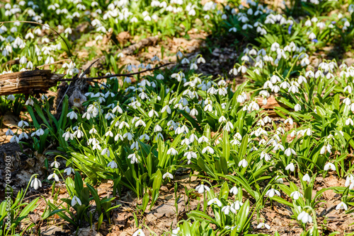 White blooming snowdrops (galanthus nivalis) at the forest on early spring. Natural background