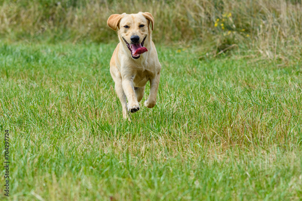 Cute young labrador retriever dog at the meadow